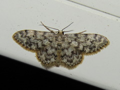 Idaea contiguaria