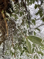 Ficus sarmentosa nipponica