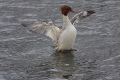 Mergus merganser