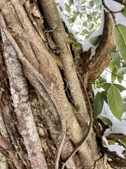 Ficus sarmentosa nipponica