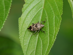Eocanthecona furcellata