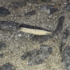 Lepidoptera
