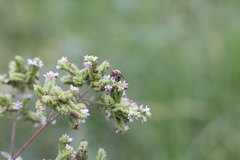 Augochloropsis tupacamaru