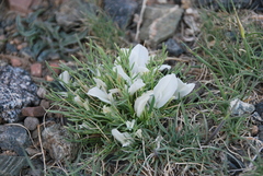 Oxytropis squammulosa