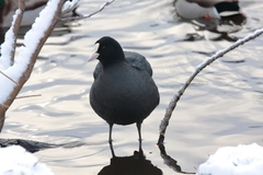 Fulica atra