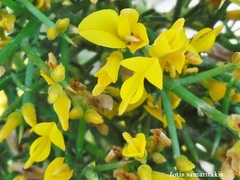 Genista acanthoclada