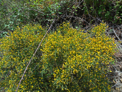 Genista acanthoclada
