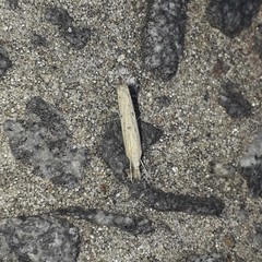 Lepidoptera