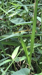 Ceriagrion coromandelianum