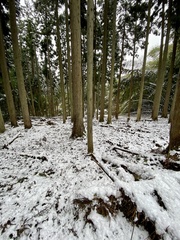 Chamaecyparis obtusa