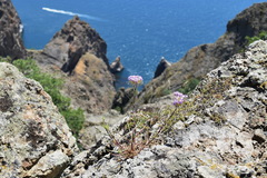 Dianthus pseudarmeria