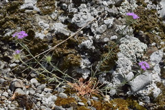 Dianthus pseudarmeria