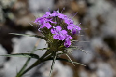 Dianthus pseudarmeria