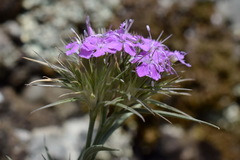 Dianthus pseudarmeria