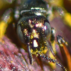 Ceratina strenua