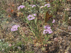 Dianthus pseudarmeria