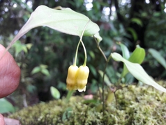 Polygonatum nervulosum