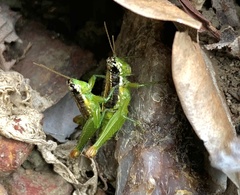 Liebermannacris dorsualis