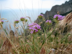 Dianthus pseudarmeria