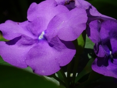 Brunfelsia grandiflora