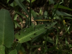Ceriagrion coromandelianum
