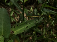 Ceriagrion coromandelianum