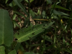 Ceriagrion coromandelianum