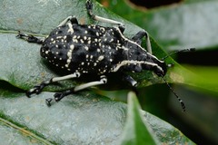 Tophoderes frenatus