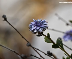 Globularia alypum