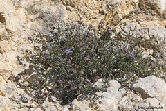 Globularia alypum