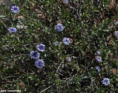 Globularia alypum