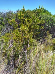 Erica brachialis