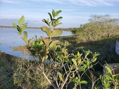 Citharexylum berlandieri