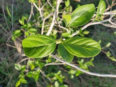 Citharexylum berlandieri