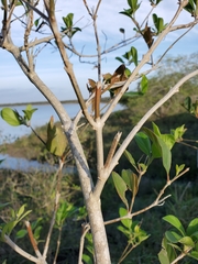 Citharexylum berlandieri