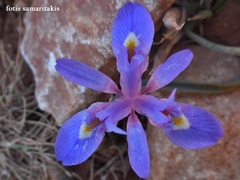Moraea mediterranea