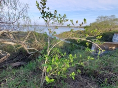 Citharexylum berlandieri