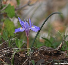 Moraea mediterranea