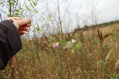 Vicia biennis