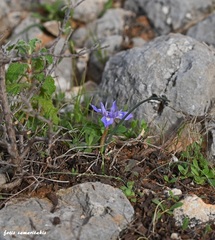 Moraea mediterranea
