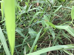 Pseudagrion rubriceps