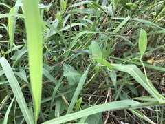 Pseudagrion rubriceps