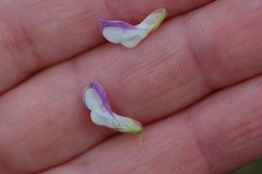 Vicia biennis