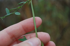 Vicia biennis