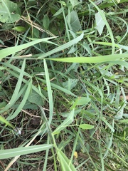 Pseudagrion rubriceps