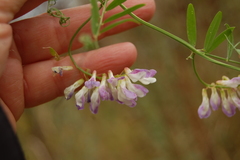 Vicia biennis