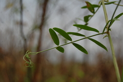 Vicia biennis