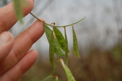 Vicia biennis