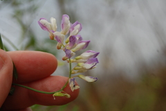 Vicia biennis
