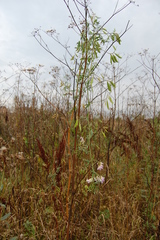 Vicia biennis